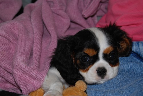 Cavalier king charles